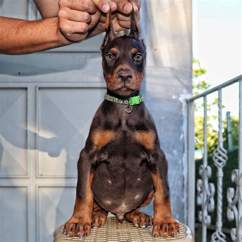 Watchful Companions. . Doberman puppies for sale texas